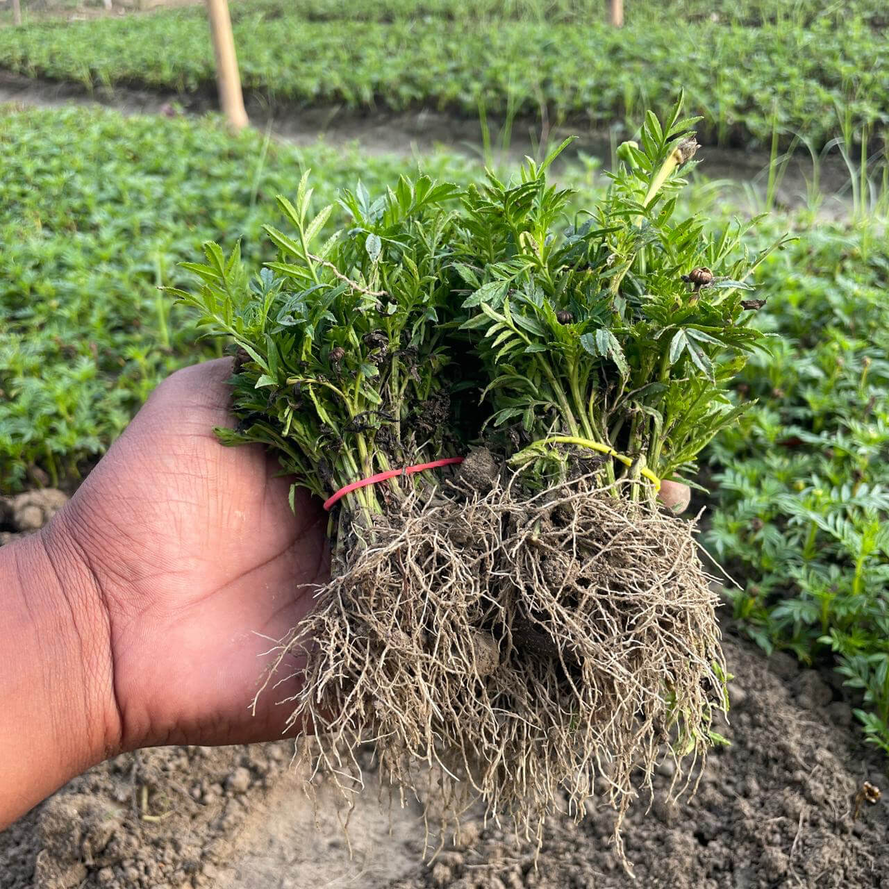 100 Marigold Plant