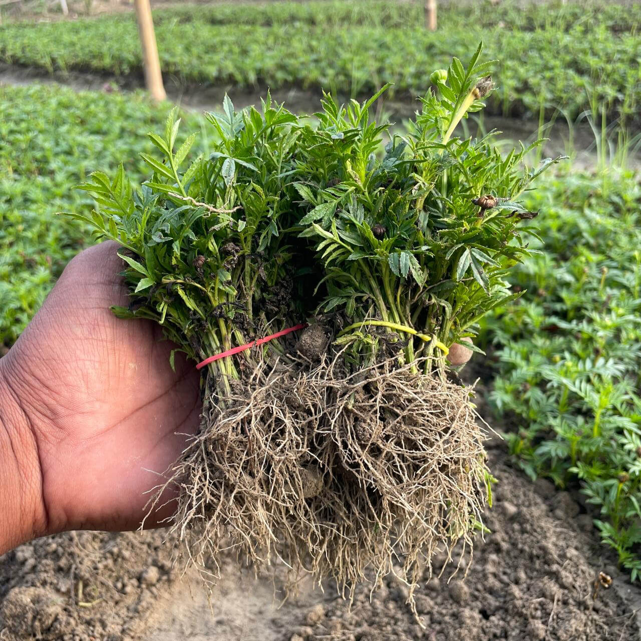 100 Marigold Plant, view 2